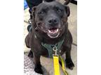 Adopt Mother Gothal a Labrador Retriever / Pit Bull Terrier / Mixed dog in