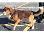 Adopt Rocco a Brown/Chocolate - with White Great Pyrenees / Greater Swiss