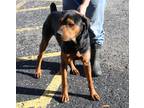 Adopt Butch a Black - with Brown, Red, Golden, Orange or Chestnut Rottweiler /