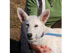 Adopt Barrett AD 01-07-22 a White German Shepherd Dog / Mixed dog in Preston