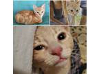 Adopt Saffron a Orange or Red Domestic Shorthair / Mixed cat in Phillipsburg