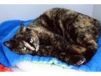 Adopt Sunkist a Tortoiseshell Domestic Shorthair (short coat) cat in Lincoln