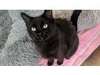 Adopt Panther a Domestic Short
