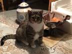 Adopt Misty a Domestic Short Hair, Calico