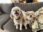 Adopt Max and Wookie a Lhasa Apso, Yorkshire Terrier