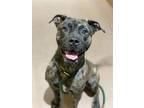 Adopt Oriole a Pit Bull Terrier, Boxer