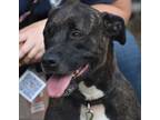 Adopt Eve a Plott Hound, American Staffordshire Terrier