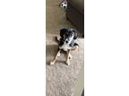 Adopt Remmy a Black - with Tan, Yellow or Fawn Beagle / German Shepherd Dog /
