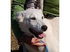 Adopt Bentley a White German Shepherd Dog / Mixed dog in Preston, CT (33344717)