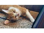 Adopt Thomas a White (Mostly) American Shorthair / Mixed (short coat) cat in