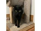 Adopt Jethro a Domestic Mediumhair / Mixed (short coat) cat in Bountiful