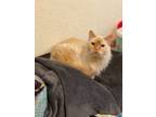 Adopt Harvey a Siamese / Mixed (short coat) cat in Bountiful, UT (33343926)