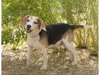 Adopt Chainsaw a Tricolor (Tan/Brown & Black & White) Beagle / Mixed dog in Las