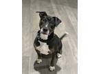 Adopt Quill a Brown/Chocolate - with White Bull Terrier / Dutch Shepherd / Mixed