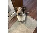 Adopt Bentley a White - with Brown or Chocolate Australian Shepherd / Mixed dog