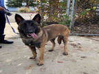 Adopt LAZLO a Tan/Yellow/Fawn - with Black Belgian Malinois / Mixed dog in