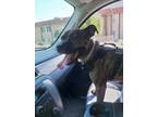 Adopt Zena a Brindle American Pit Bull Terrier / Beagle / Mixed dog in Yucaipa