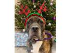 Adopt Cola a Brindle American Pit Bull Terrier / Mixed dog in Cooperstown