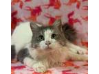 Adopt Shaq a White Domestic Longhair / Domestic Shorthair / Mixed cat in