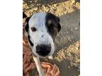 Adopt Morgan a Black - with White Mastiff / Mixed dog in Beaverton