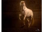 Stunning PRE Perlino Andalusian stallion Jalon GET
