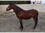 Zapala bay revised ANCCE mare for breeding