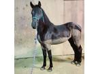 Beautiful soild black 2year old Friesian x Arabian colt