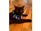 Adopt Freya a All Black American Shorthair / Mixed (short coat) cat in Anderson