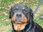 Adopt Katy a Black - with Tan, Yellow or Fawn Rottweiler / Mixed dog in Osgood