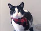 Adopt Wax a Black & White or Tuxedo American Shorthair / Mixed (short coat) cat