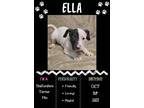 Adopt ELLA a White - with Black Staffordshire Bull Terrier / Mixed dog in