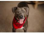 Adopt Gracie~new pics ! a Gray/Silver/Salt & Pepper - with White Weimaraner /