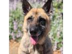 Adopt Petal a German Shepherd Dog / Belgian Malinois / Mixed dog in San Pablo