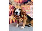 Adopt Spritz a Tricolor (Tan/Brown & Black & White) Beagle / Mixed dog in Las