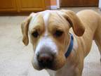 Adopt Bo a Labrador Retriever / Shar Pei / Mixed dog in York, SC (33352149)