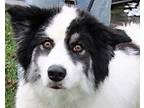 Adopt LadyBug a White - with Black Husky / Border Collie / Mixed dog in
