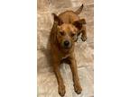 Adopt Yugi a Red/Golden/Orange/Chestnut Black Mouth Cur / Mixed dog in Sanford