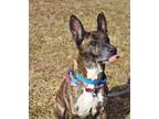 Adopt Kuma a Akita / Mixed dog in Indiana, PA (33349772)