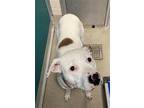 Adopt CHERYL a White - with Tan, Yellow or Fawn Boxer / American Pit Bull