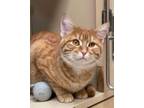 Adopt Daisy (Bonded with Harper) a American Shorthair, Calico