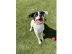 Adopt Tucker -Lonely Hearts Club a Pointer, Boxer