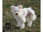 Adopt Killer Joe a Pomeranian, American Eskimo Dog