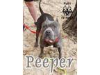 Adopt Peeper a Pit Bull Terrier