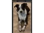 Adopt Gracie a Border Collie, Australian Cattle Dog / Blue Heeler