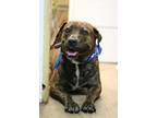 Adopt Maggee a Brindle Mastiff / Pit Bull Terrier / Mixed dog in Pottsville