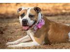 Adopt Ellie a White Mixed Breed (Large) / Mixed dog in Barco, NC (29647035)