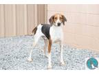 Adopt Lego a White Treeing Walker Coonhound / Mixed dog in Walterboro