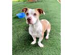 Adopt YOGI a Tan/Yellow/Fawn - with White Basset Hound / Pit Bull Terrier /