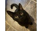 Adopt Willy a All Black American Shorthair / Mixed cat in Foley, AL (33363460)