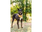 Adopt Rosalie a Doberman Pinscher / Mixed dog in Madison, GA (33363090)